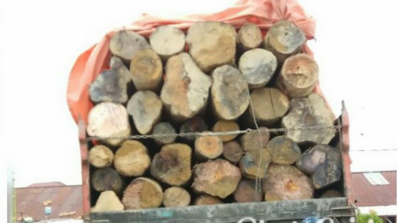 Bawa Kayu Log Tanpa Dokumen, Pelaku Ini Dicokok Polisi